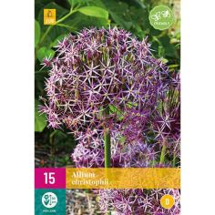 Allium Christophii Flower Bulbs - Pack Of 15