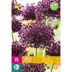 Allium Miami Flower Bulbs - Pack Of 15