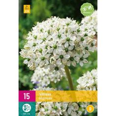 Allium Nigrum Flower Bulbs - Pack Of 15