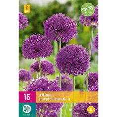 Allium Purple Sensation Flower Bulbs - Pack Of 15