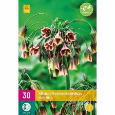 Allium (Nectaroscordum) Siculum Flower Bulbs - Pack Of 30