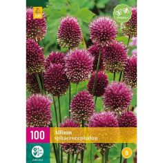 Drumstick Allium (Allium Sphaerocephalon) Bulbs - Pack Of 100