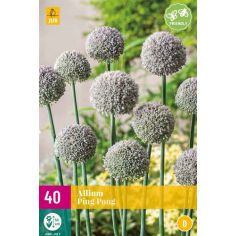 Allium Ping Pong Flower Bulb - Pack of 40