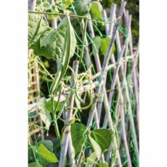 Ambassador Pea & Bean Net - 6m X 2m