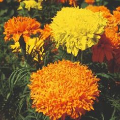Marigold African Seeds - Fantastic Mix 