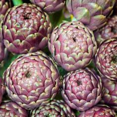 Suttons Purple de Provence Artichoke Seeds - Pack Of 45