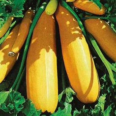 Suttons Seeds - Courgette - F1 Atena