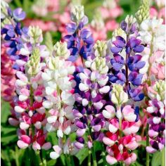 Lupinus Seeds - Avalune Mix 