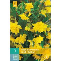 Begonia Pendula 3 Pendula Yellow 4/5
