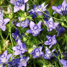 Suttons Seeds - Love-in-a-Mist - Blue Stars - Pack Of 950