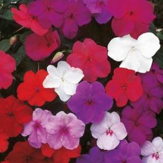 Suttons Impatiens Seeds - Super Hybrid Mix - Busy Lizzie