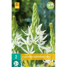 Camassia leichtlinii Alba - Pack of 2