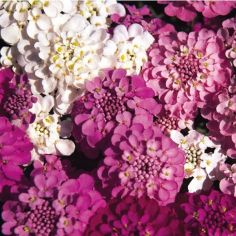 Candytuft Spangles