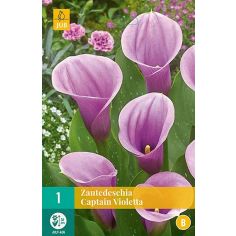 Zantedeschia Captain Violetts  - Pack of 1