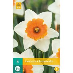 Daffodil (Narcissus Chromacolor) Flower Bulbs - Pack Of 5