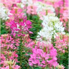 Cleome Seeds - Fireworks Mix 