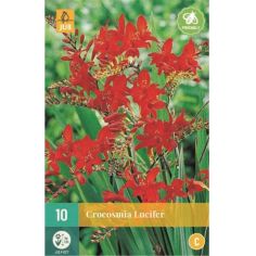 Crocosmia Lucifer Montbretia Flower Bulbs - Pack of 10