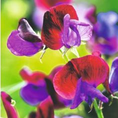 Sweet Pea Seeds - Cupani 