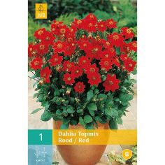 Dahlia Top Mix Red - 1 Pack