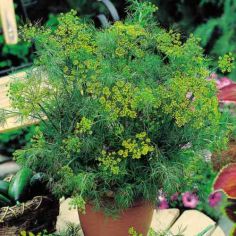 Suttons Herb Dill Seeds - Pack Of 500