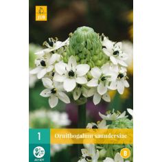 Ornithogalum Saundersiae Flower Bulb - Pack of 1