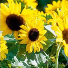 Sunflower Seeds - F1 Suntastic Yellow