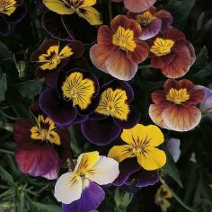 Suttons Seeds - Viola - Fancy Shades Mix