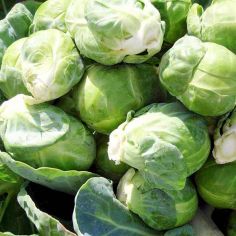 Suttons Seeds - Brussel Sprout - F1 Content