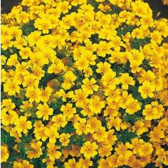 Tagetes Tenuifolia Pumila Seeds - Golden 