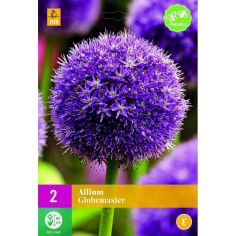 Allium Globemaster - Pack of 2