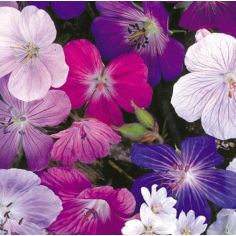 Geranium Seeds - Hardy Mix