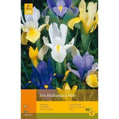 Iris Hollandica Mix Flower Bulbs - Pack of 25
