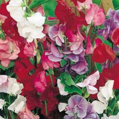 Sweet Pea Seeds - Jet Set Mix 