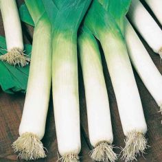 Suttons Leek Seeds - Blue Green Autumn Neptune - Pack Of 275