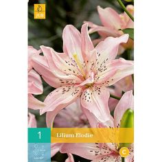 Lilium Elodie Flower Bulb - Pack Of 1