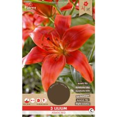 Lilium Asiatic Red 