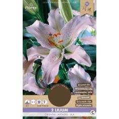 Lily Oriental Lavender Purple