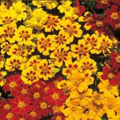 Suttons Fantasia Mix Marigold French Seeds