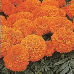 Marigold African Seeds - Space Hopper