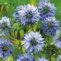 Suttons Seeds - Love-in-a-Mist - Miss Jekyll