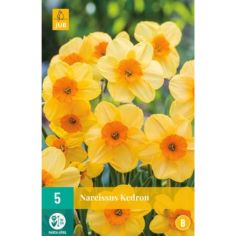 Narcissus Kedron - Pack of 5