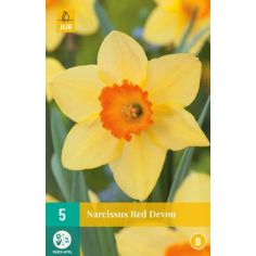 Narcissus Red Devon - Pack of 5