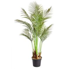 Phoenix Palm Potted Plant