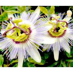 Passion Flower Seeds - Caerulea