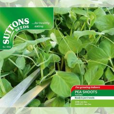 Pea Shoots Seeds - Twinkle
