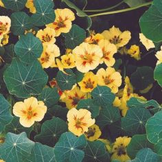 Nasturtium Seeds - Peach Melba