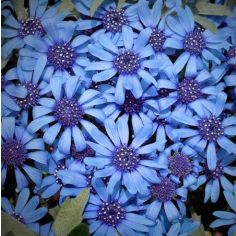 Felicia Seeds - Pretty Blue 