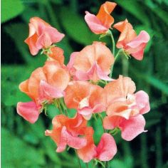 Sweet Pea Seeds - Prince of Orange 