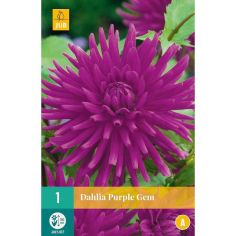 Dahlia Purple Gem - pack of 1