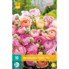 Ranunculus Pastel Mix - Pack of 10